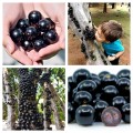 jabuticaba 3.jpg