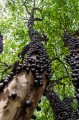jabuticaba Plinia_cauliflora.jpg
