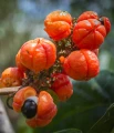 Guarana fruta.webp