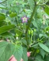 pimenta comari 4.jpg